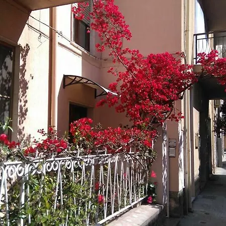 Hibiscus * אלגהרו